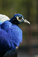 Image showing blue peacocok 