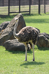 Image showing ostrich