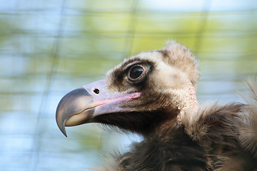 Image showing head of vulture