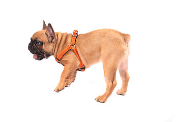 Image showing french bulldog