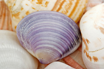 Image showing seashells