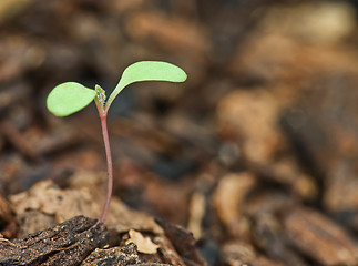 Image showing little sprout bud in garden