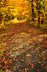 Image showing Autumn path