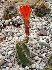 Image showing Red Cactus