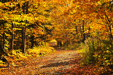 Image showing Fall forest