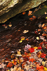 Image showing Autumn leaves in lake