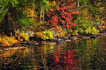 Image showing Fall forest and lake shore