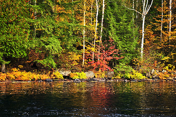 Image showing Fall forest and lake shore
