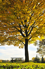 Image showing Autumn trees