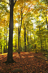 Image showing Fall forest