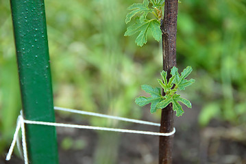 Image showing Young fig tree