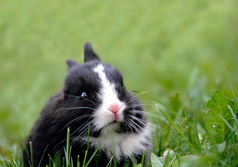 Image showing Black rabbit in grass