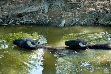 Image showing buffalos in water