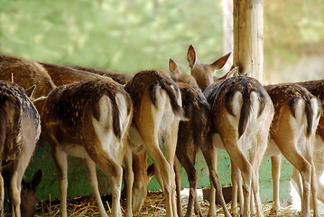 Image showing Fallow deer