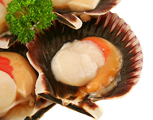 Image showing Fresh Sea Scallop 