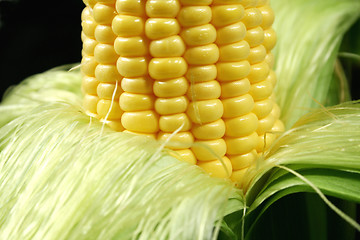 Image showing Kernels On An Ear Of Corn