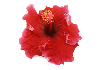 Image showing Hibiscus 1