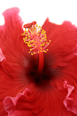 Image showing Hibiscus 2