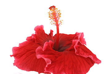 Image showing Tropical Hibiscus