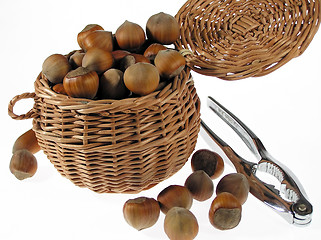 Image showing Hazelnut