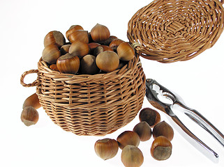 Image showing Hazelnut