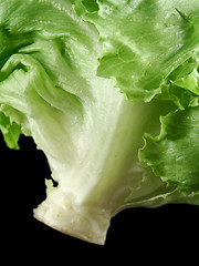 Image showing Lettuce 2