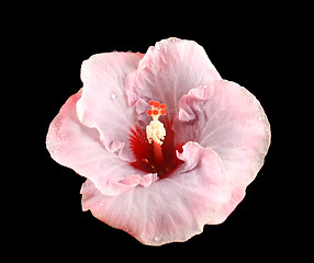 Image showing Raindrops On Hibiscus