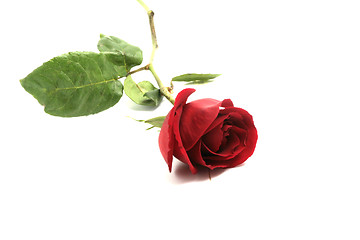 Image showing red rose I