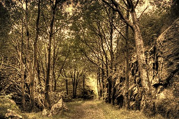 Image showing Path in forrest HDR