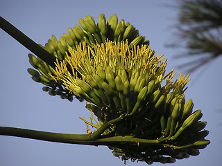 Image showing Exotic Tree Flower