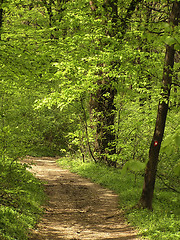 Image showing Forest Road