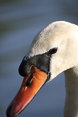 Image showing swan