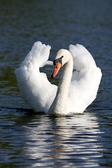 Image showing swan