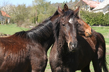 Image showing horses