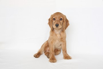 Image showing English cocker spaniel puppy