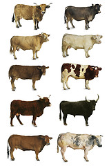 Image showing cows, oxen and bulls