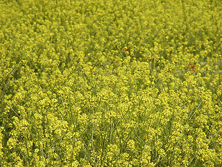 Image showing Oil Seed Rape