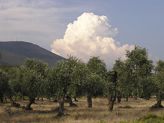 Image showing Olive Trees