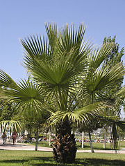 Image showing Palm Tree