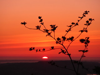 Image showing sun spying on tree