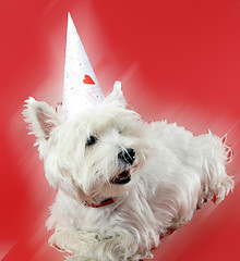 Image showing Dog party