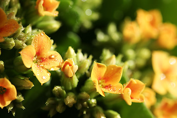 Image showing Beautiful wild flower.