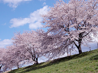 Image showing   Cherry Trees