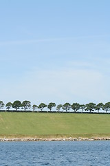 Image showing Trees  lined up