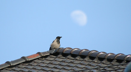 Image showing moon watching crow