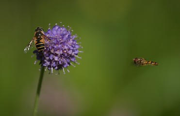 Image showing Blue flower with insect