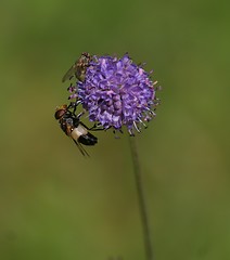 Image showing Blue flower with flies