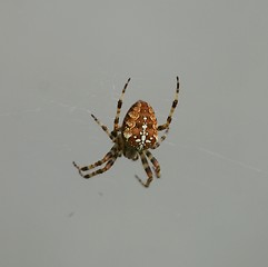 Image showing Spider