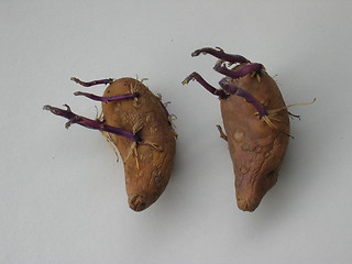 Image showing Old potatos