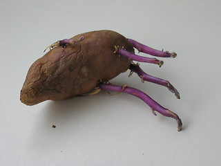 Image showing Old potato